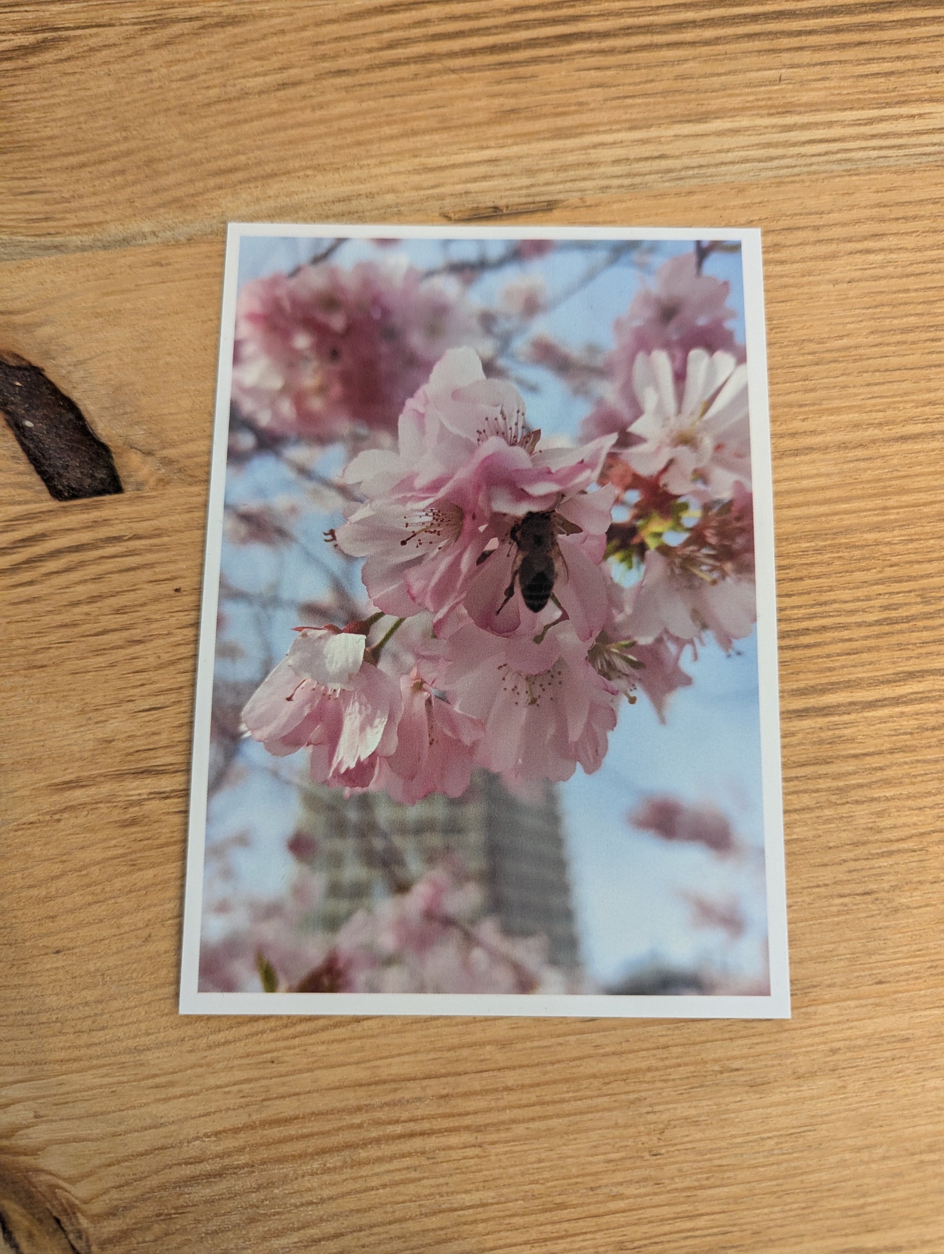 Postkarte "Japanische Blütenkirsche"